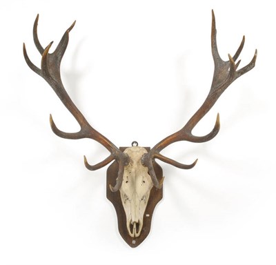 Lot 1267 - Red Deer (Cervus elaphus), Wild Norfolk Stag, Thetford, Wing Commander de Nahlick, skull with...