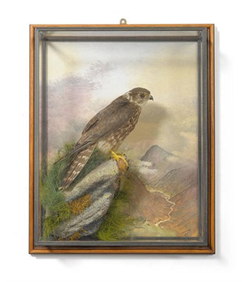 Lot 1268 - Merlin (Falco columbarius), modern, full mount, perched on mossy rocks over a painted misty...