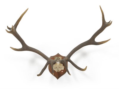 Lot 1269 - Hangul or Kashmir Stag (Cervus elaphus hanglu), antlers on frontlet, 6+7, right antler 108cm,...