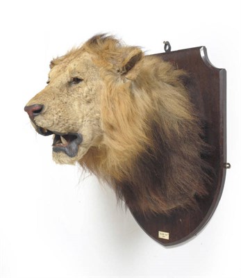 Lot 1270 - Lion (Panthera leo), Kilima Kiu, 1926, head mount, on wood shield with applied plaque inscribed (as