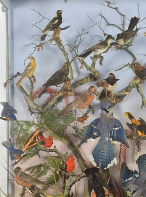 Lot 294 - Taxidermy: A Large Cased Diorama of Birds Native to North America, circa 1857-1878, by Henry Ward