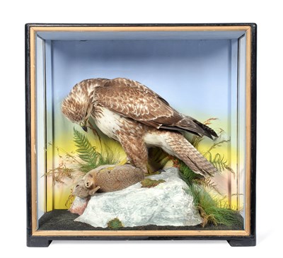 Lot 243 - Taxidermy: A Victorian Cased Common Buzzard (Buteo buteo), by James Hutchings, Aberystwyth,...