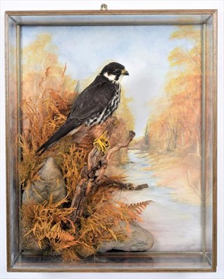 Lot 311 - Taxidermy: A Wall Cased Northern Hobby (Falco subbuteo),Â  circa 2006, by A.J. Armitstead,...