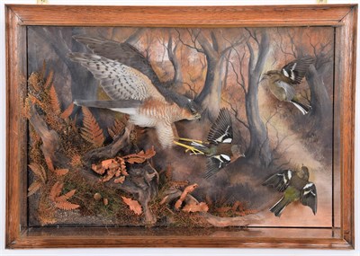 Lot 282 - Taxidermy: A Wall Cased European Sparrowhawk (Accipiter nisus), circa 2021, by A.J. Armitstead