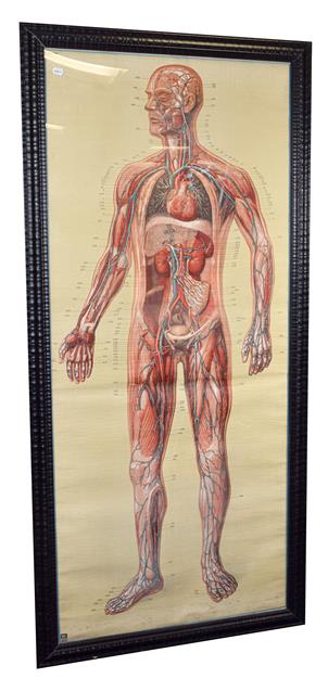 Lot 3090 - Full Size Medical Poster depicting the human circulatory system with arteries and veins...