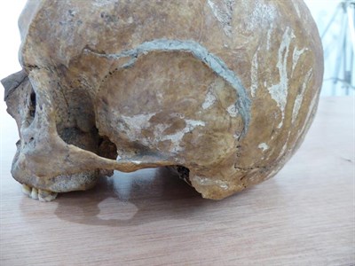 Lot 3091 - Medieval Upper Human Skull   The skull was acquired by the vendor from an archaeologist in...
