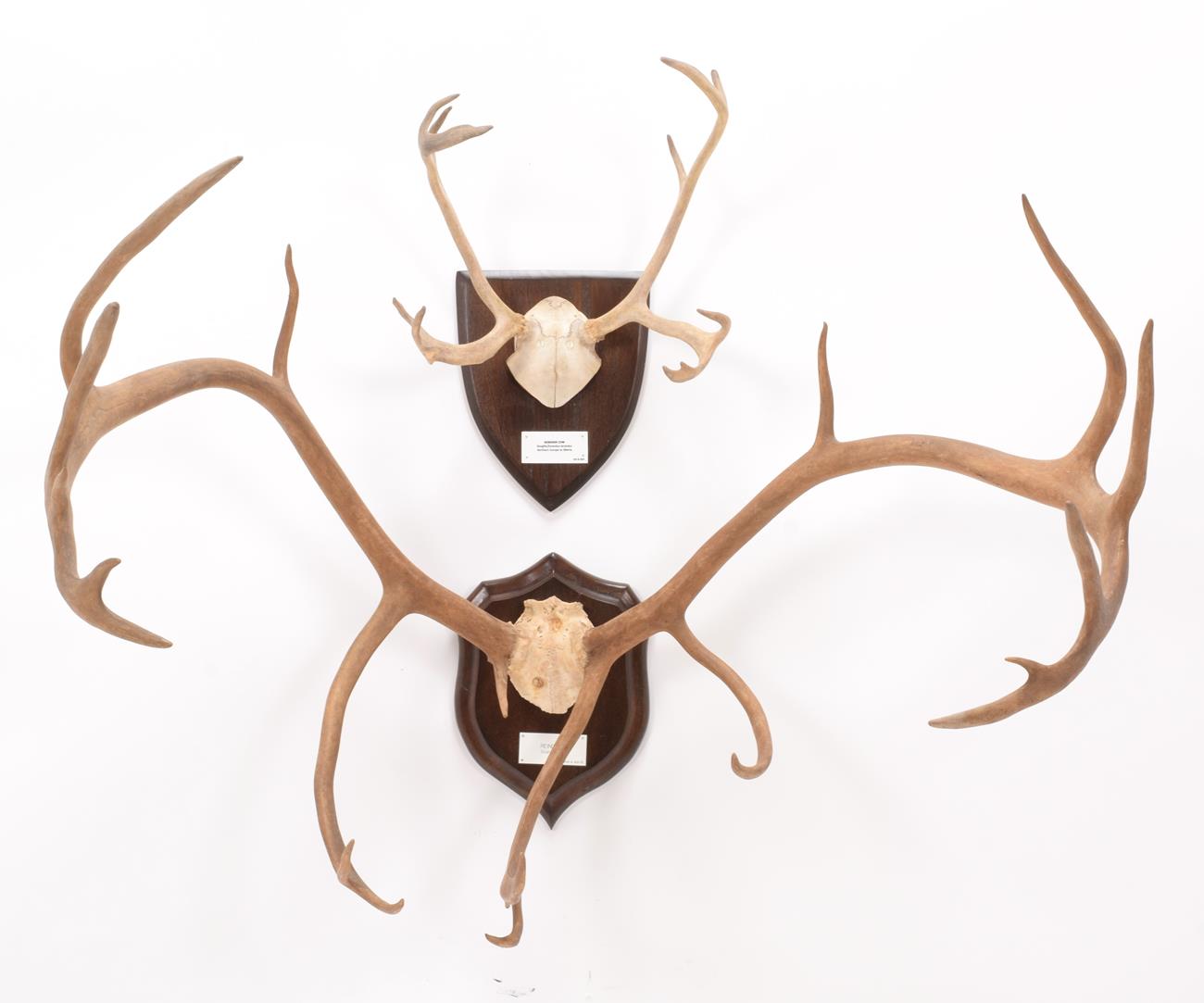 Lot 1 - Antlers/Horns: European Reindeer Antlers (Rangifer tarandus tarandus), circa 20th century,...