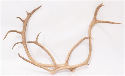 Lot 1 - Antlers/Horns: European Reindeer Antlers (Rangifer tarandus tarandus), circa 20th century,...