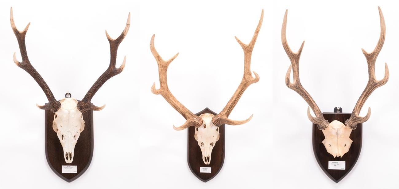 Lot 2 - Antlers/Horns: Manchurian & Japanese Sika Deer, (Cervus nippon mantchuricus / Cervus nippon), large