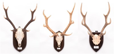 Lot 2 - Antlers/Horns: Manchurian & Japanese Sika Deer, (Cervus nippon mantchuricus / Cervus nippon), large