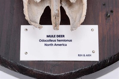 Lot 3 - Antlers/Horns: Mule Deer (Odocoileus hemionus), North America, large adult stag antlers on...
