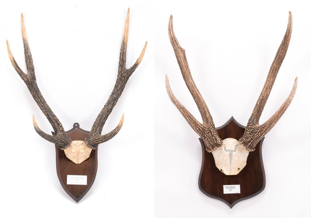 Lot 4 - Antlers/Horns: Javan Rusa Deer & Borneo Sambar Deer (Rusa timorensis / Cervus rusicolor), adult...