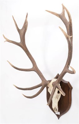 Lot 5 - Antlers/Horns: Carpathian Red Deer (Cervus elaphus montanus), dated Sept 26th 1962, Babeasa...