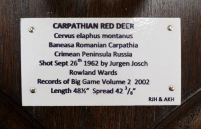 Lot 5 - Antlers/Horns: Carpathian Red Deer (Cervus elaphus montanus), dated Sept 26th 1962, Babeasa...