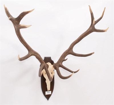 Lot 6 - Antlers/Horns: Hungarian Red Deer (Cervus elaphus hippelaphus), circa 20th century, large adult...