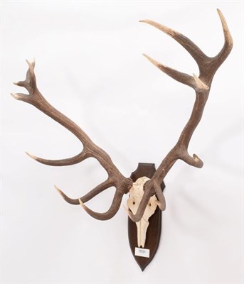 Lot 6 - Antlers/Horns: Hungarian Red Deer (Cervus elaphus hippelaphus), circa 20th century, large adult...