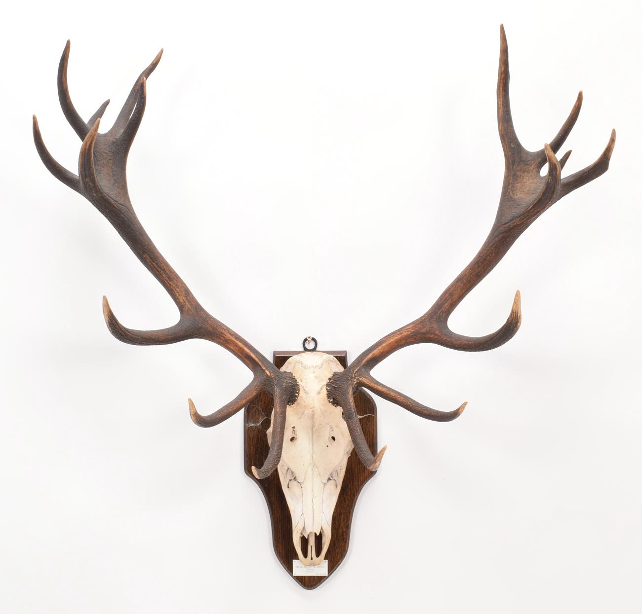 Lot 7 - Antlers/Horns: Central European Red Deer (Cervus elaphus hippelaphus), Thetford, Norfolk, adult...