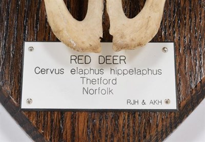 Lot 7 - Antlers/Horns: Central European Red Deer (Cervus elaphus hippelaphus), Thetford, Norfolk, adult...