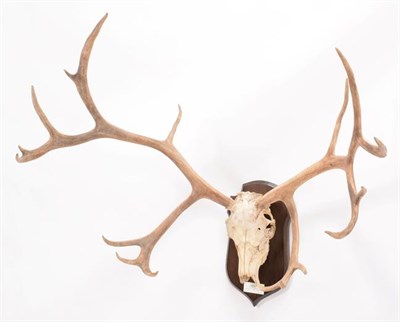 Lot 8 - Antlers/Horns: South Georgia Reindeer (Rangifer tarandus tarandus), circa early 20th century, South