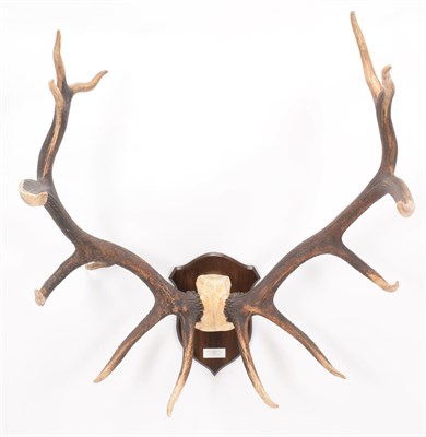 Lot 9 - Antlers/Horns: North American Wapiti or Elk (Cervus canadensis nelsoni), North America, a very...