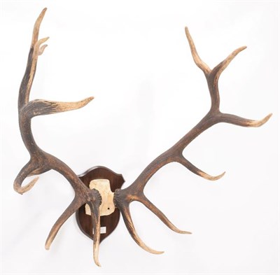 Lot 9 - Antlers/Horns: North American Wapiti or Elk (Cervus canadensis nelsoni), North America, a very...