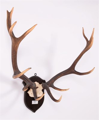 Lot 10 - Antlers/Horns: Roosevelt Wapiti (Cervus canadensis roosevelti), dated 1902, Quatsino, North...