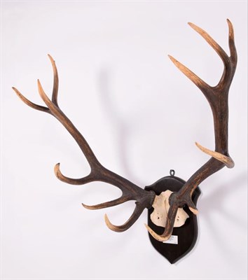 Lot 10 - Antlers/Horns: Roosevelt Wapiti (Cervus canadensis roosevelti), dated 1902, Quatsino, North...