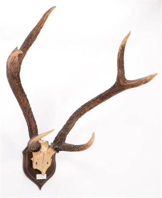Lot 11 - Antlers/Horns: Indian Sambar (Cervus unicolor unicolor), circa early 20th century, Dunbar,...