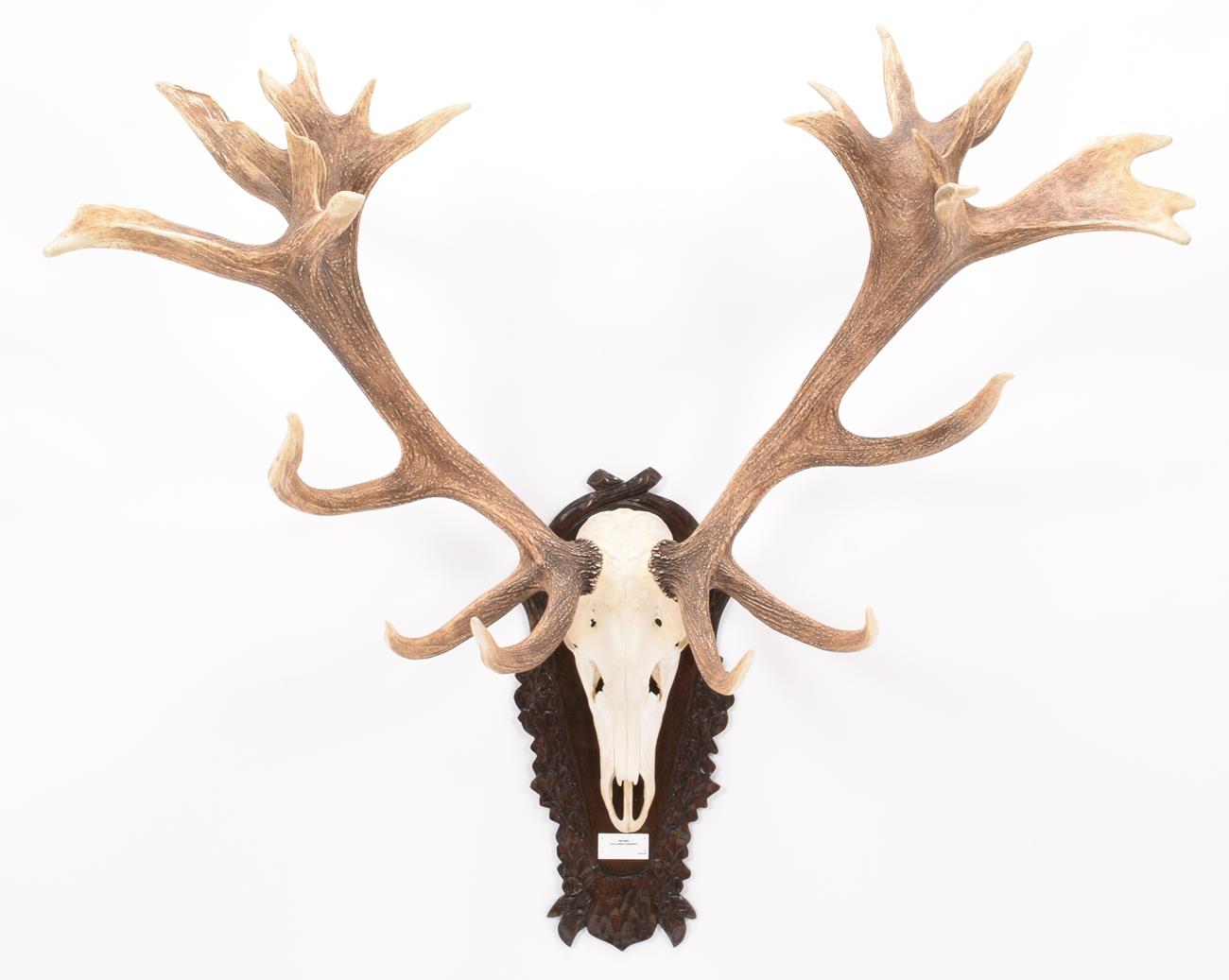 Lot 12 - Antlers/Horns: European Red Deer (Cervus elaphus hippelaphus), 20th century, impressive adult...