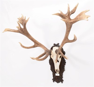 Lot 12 - Antlers/Horns: European Red Deer (Cervus elaphus hippelaphus), 20th century, impressive adult...
