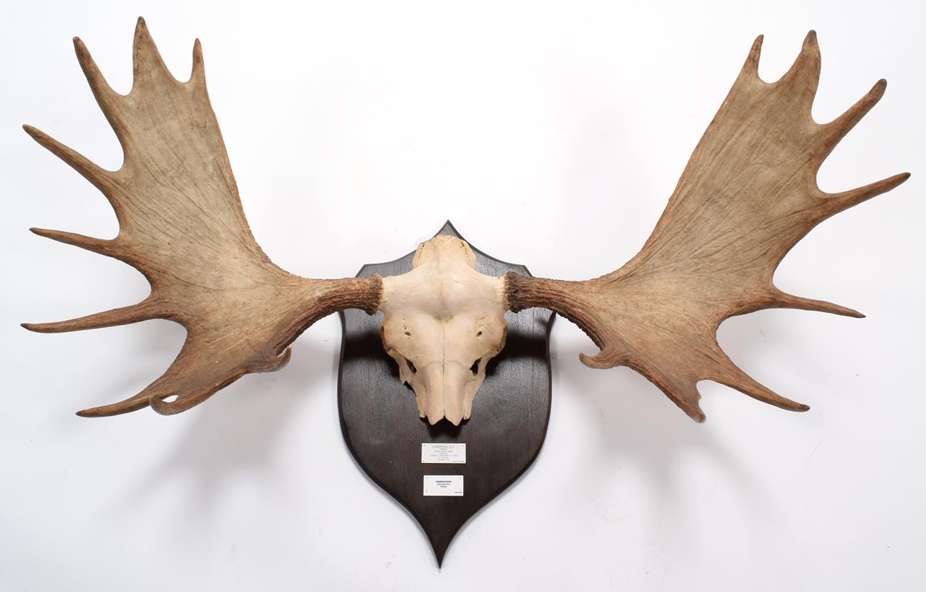 Lot 13 - Antlers/Horns: European Moose (Alces alces alces), 20th century, Norway, large adult bull...