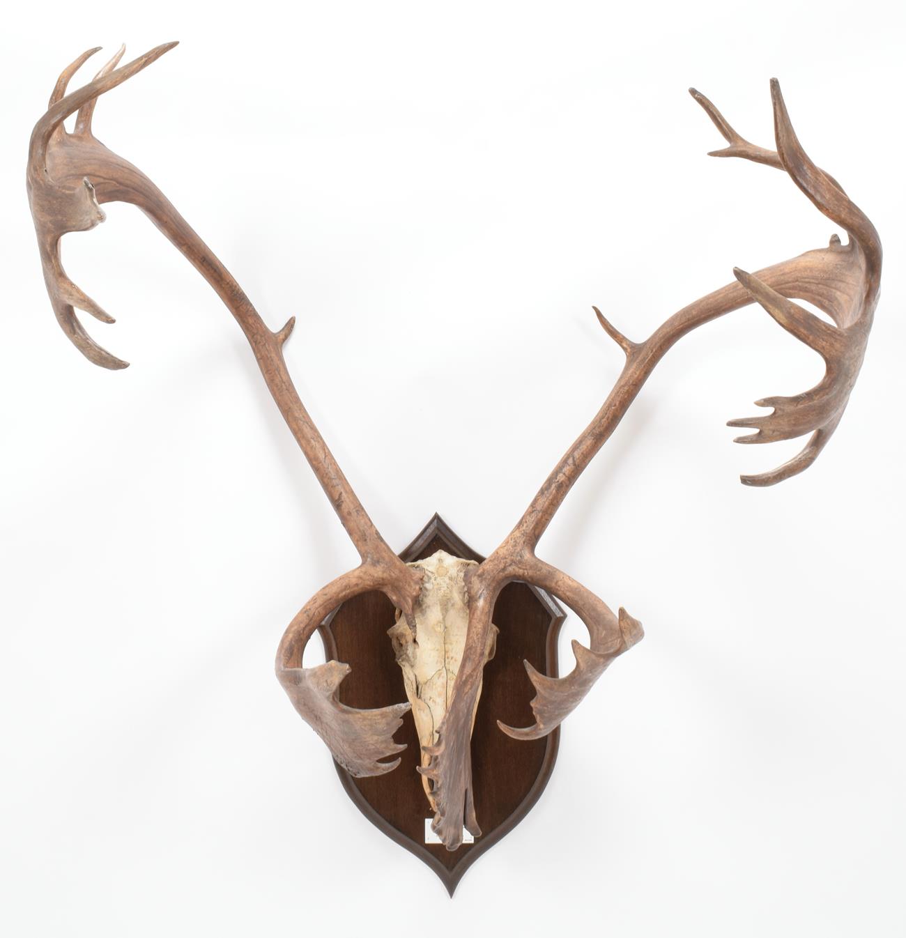 Lot 14 - Antlers/Horns: North American Caribou (Rangifer tarandus caboti), circa 1879, shot by an Eskimo...