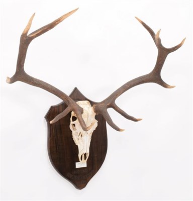 Lot 15 - Antlers/Horns: Hangul or Kashmir Deer (Cervus elaphus hanglu), dated 1926, Kashmir, adult stag...