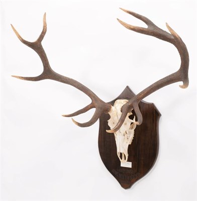 Lot 15 - Antlers/Horns: Hangul or Kashmir Deer (Cervus elaphus hanglu), dated 1926, Kashmir, adult stag...