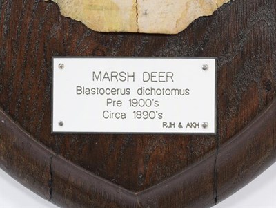 Lot 16 - Antlers/Horns: Marsh Deer (Blastocerus dichotomus), circa 1890-1900, adult stag antlers on cut...