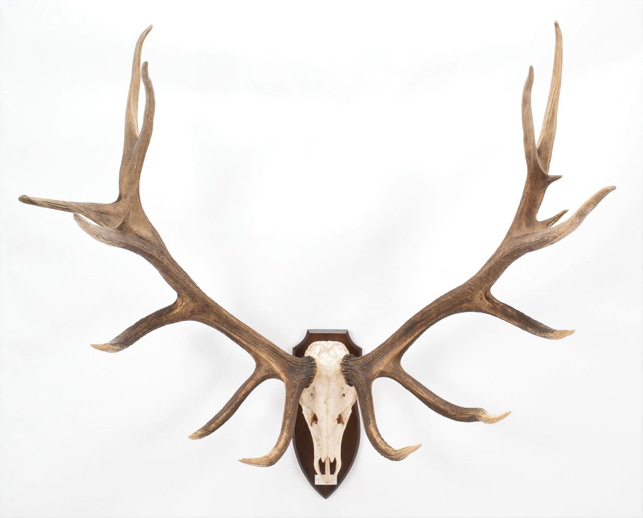 Lot 17 - Taxidermy: North American Wapiti or Elk (Cervus canadensis nelsoni), dated 1985, Howlett and...