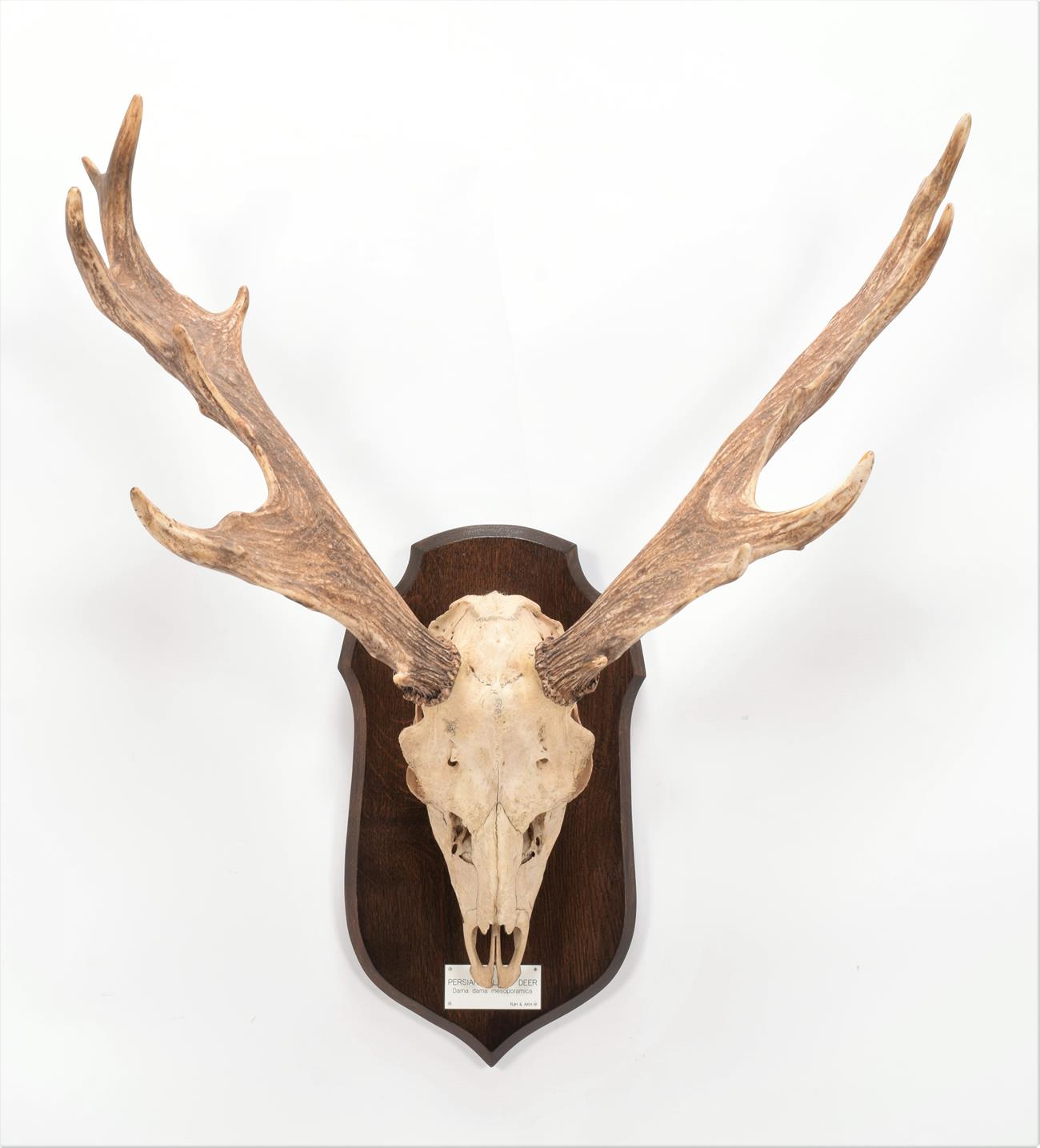 Lot 18 - Antlers/Horns: Persian Fallow Deer (Dama dama mesopotamica), adult buck antlers on upper skull,...