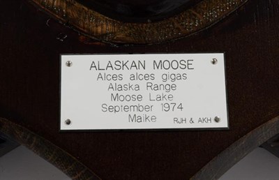 Lot 19 - Antlers/Horns: Alaskan Moose (Alces alces gigas), dated September 1974, Alaska Range, Moose...