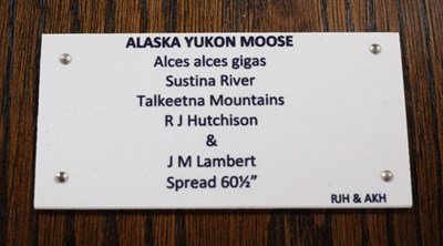 Lot 20 - Antlers/Horns: Alaska Yukon Moose (Alces alces gigas), circa late 20th century, Sustina River,...