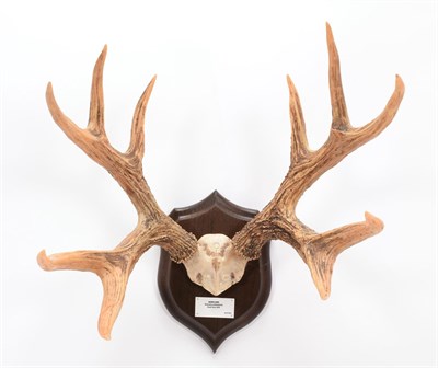 Lot 21 - Antlers/Horns: Marsh Deer (Blastocerus dichotomus), dated 1970, Brazil, adult stag antlers on...