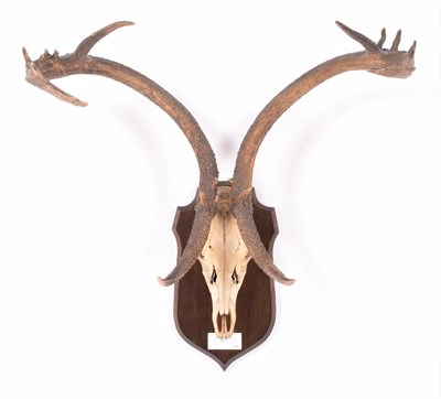 Lot 22 - Antlers/Horns: Eld's Deer (Rucervus eldii), circa 1900, Burma, adult stag antlers on cut full upper