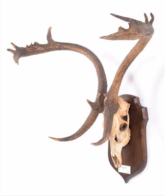 Lot 22 - Antlers/Horns: Eld's Deer (Rucervus eldii), circa 1900, Burma, adult stag antlers on cut full upper