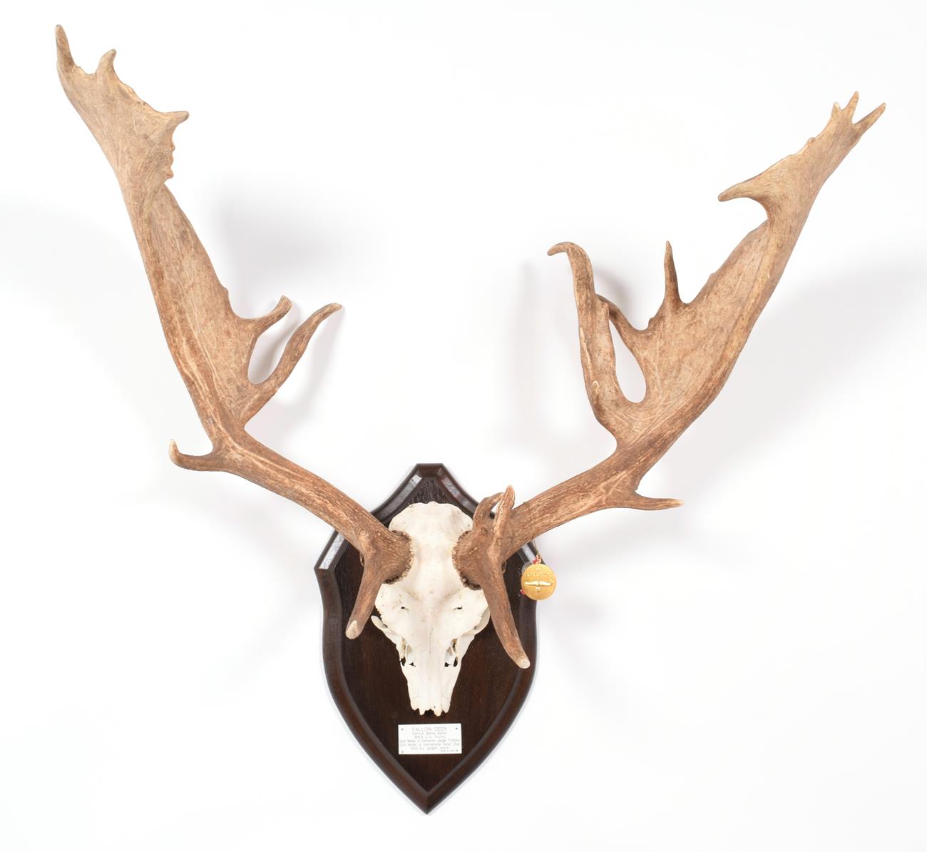 Lot 24 - Antlers/Horns: European Fallow Deer (Cervus dama dama), Gold Medal Class of Danmarks Jaeger...