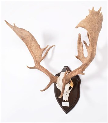 Lot 24 - Antlers/Horns: European Fallow Deer (Cervus dama dama), Gold Medal Class of Danmarks Jaeger...