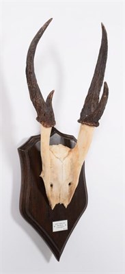 Lot 25 - Antlers/Horns: Giant Muntjac (Muntiacus vuquangensis), Vietnam, adult buck antlers on cut upper...
