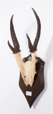 Lot 25 - Antlers/Horns: Giant Muntjac (Muntiacus vuquangensis), Vietnam, adult buck antlers on cut upper...