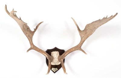 Lot 28 - Antlers/Horns: European Fallow Deer (Cervus dama dama), dated 04th October 1951, Dyrehaven,...