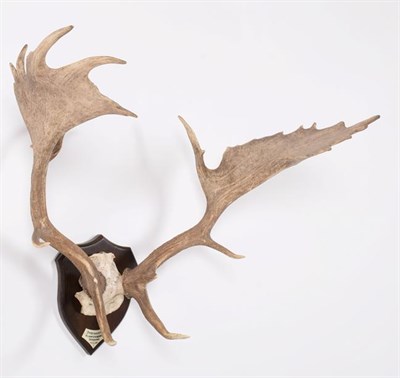 Lot 28 - Antlers/Horns: European Fallow Deer (Cervus dama dama), dated 04th October 1951, Dyrehaven,...