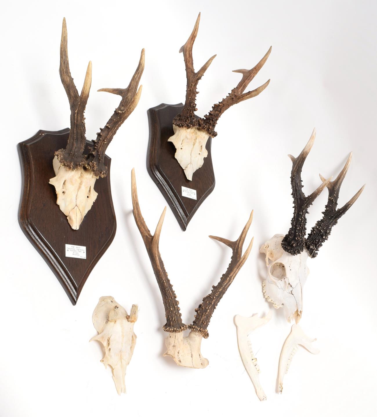 Lot 29 - Antlers/Horns: A Collection of Wiltshire Roebuck Antlers (Capreolus capreolus), a large set of...