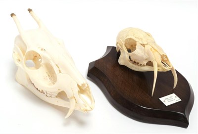 Lot 30 - Skulls/Anatomy: Forest Musk Deer & Tufted Deer (Moshus mochiferus / Elaphodus cephalophus), a...